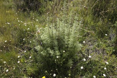 Artemisia afra, photographed by Tony Rebelo