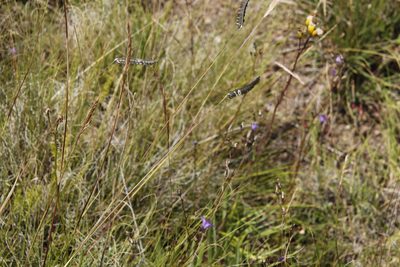 Harpochloa falx, photographed by Tony Rebelo
