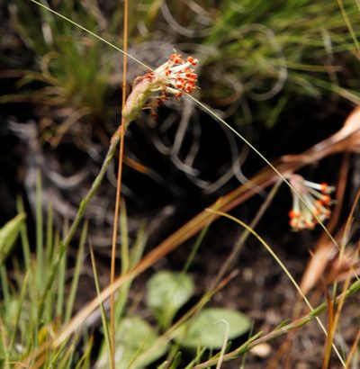 Glumicalyx nutans, photographed by Tony Rebelo