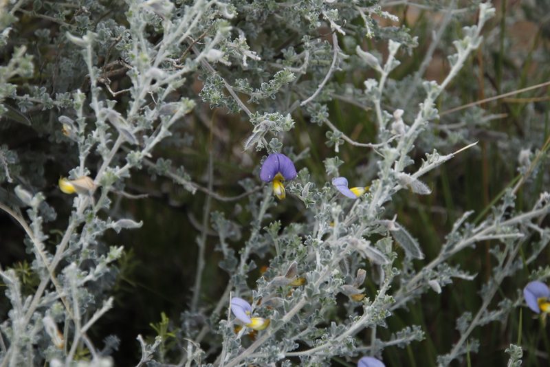 Lotononis sericophylla, photographed by Tony Rebelo