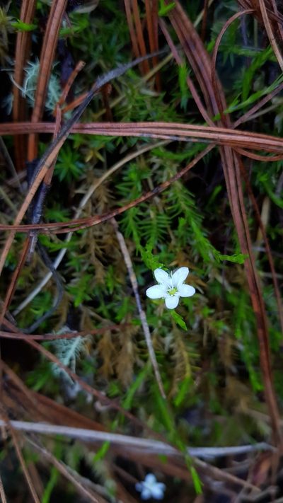 Arenaria lycopodioides, photographed by Eugenio Padilla