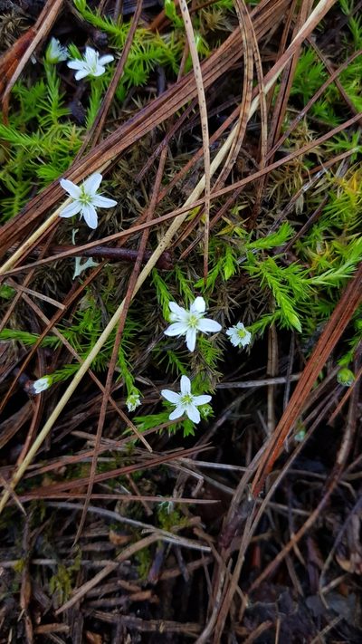Arenaria lycopodioides, photographed by Eugenio Padilla