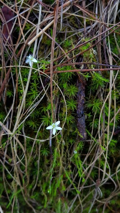 Arenaria lycopodioides, photographed by Eugenio Padilla