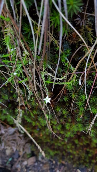 Arenaria lycopodioides, photographed by Eugenio Padilla