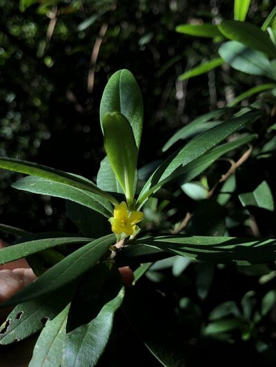 Hibbertia hexandra, photographed by Samuel Frankel