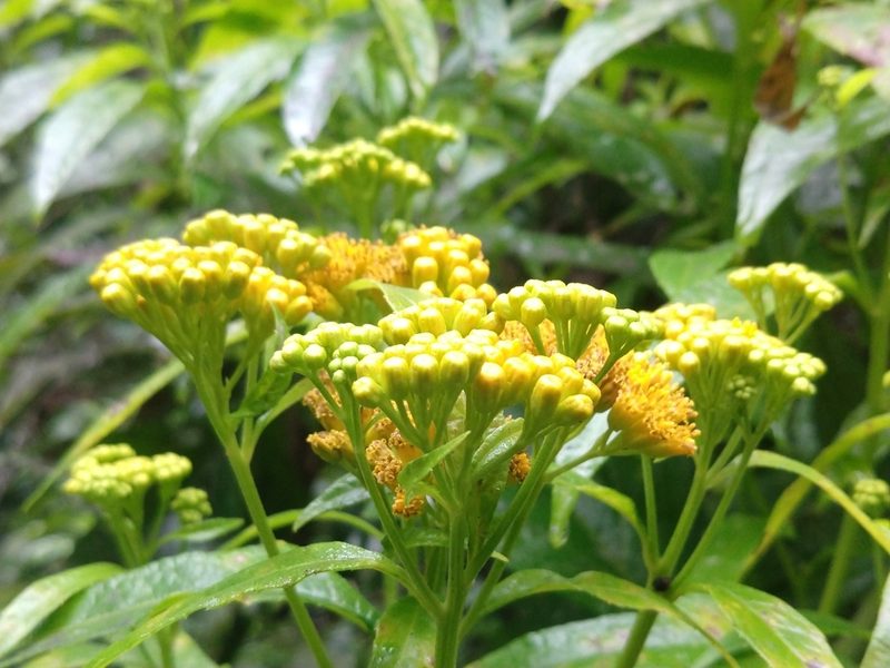 Neurolaena lobata, photographed by Francisco Emilio Roldán Velasco