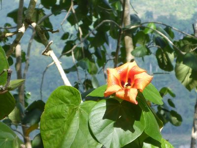 Hibiscus elatus, photographed by mfeaver