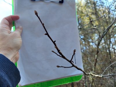 Carya glabra, photographed by Athena Philips