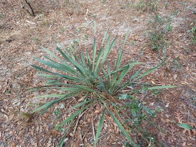 Yucca filamentosa, photographed by Athena Philips