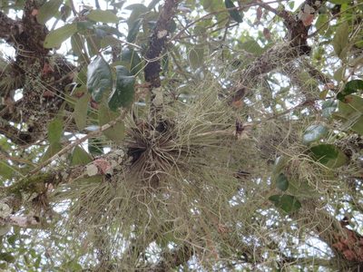 Tillandsia bartramii, photographed by Nonbinary-Naturalist