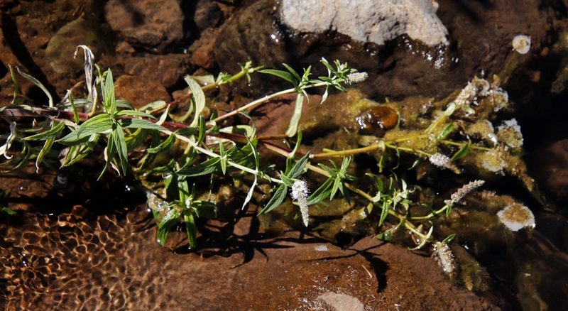 Mentha longifolia, photographed by Tony Rebelo