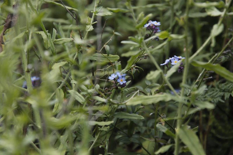 Myosotis semiamplexicaulis, photographed by Tony Rebelo