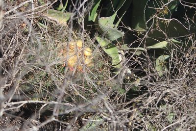Ferocactus histrix, photographed by José Belem Hernández Díaz