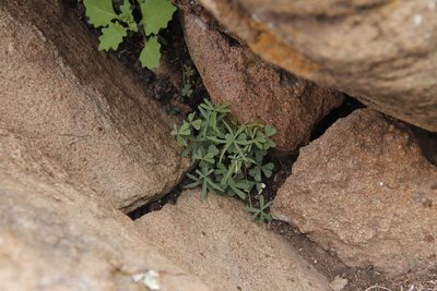 Oxalis smithiana, photographed by Tony Rebelo