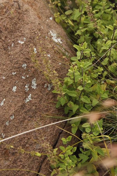 Stachys tysonii, photographed by Tony Rebelo