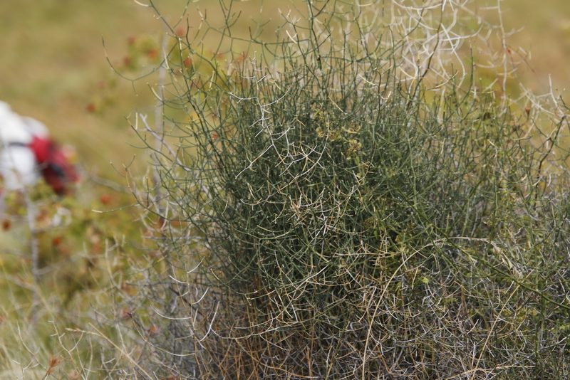 Asparagus denudatus, photographed by Tony Rebelo
