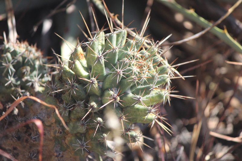 Coryphantha octacantha, photographed by José Belem Hernández Díaz