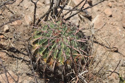 Ferocactus latispinus, photographed by José Belem Hernández Díaz