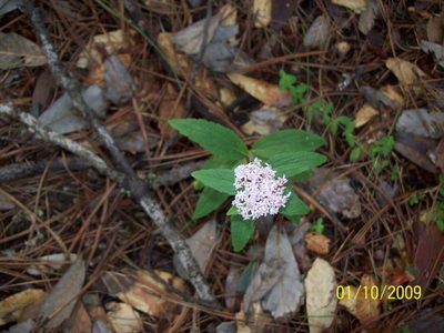 Stevia plummerae, photographed by Oscar C. González Martínez