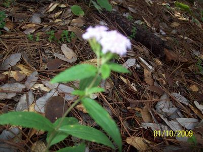 Stevia plummerae, photographed by Oscar C. González Martínez