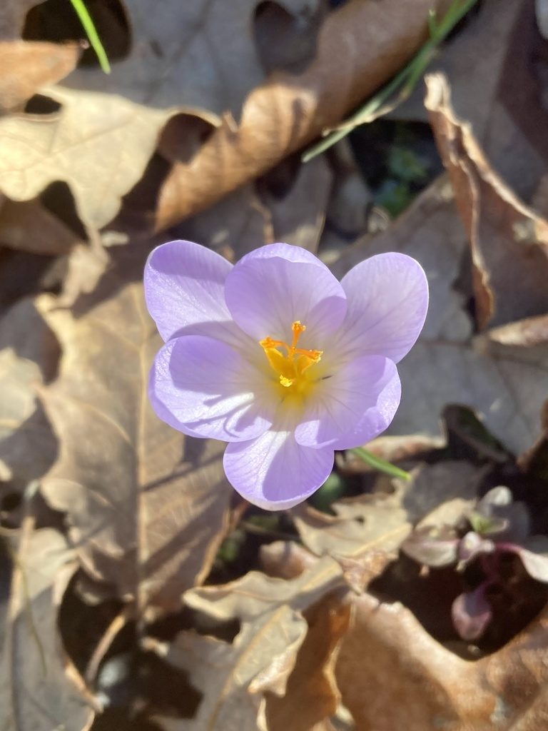 Crocus etruscus, photographed by Nicholas Moray Williams