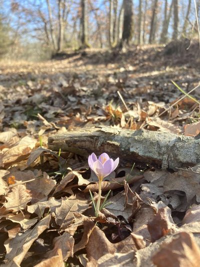 Crocus etruscus, photographed by Nicholas Moray Williams
