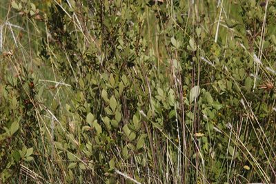 Searsia divaricata, photographed by Tony Rebelo