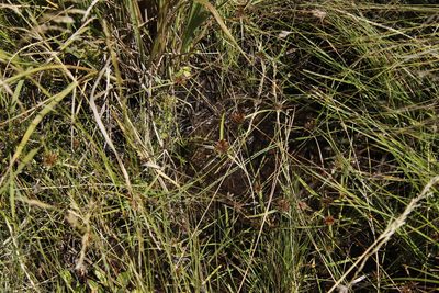 Cyperus congestus, photographed by Tony Rebelo