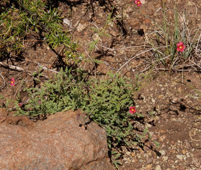 Jamesbrittenia aspleniifolia, photographed by Tony Rebelo