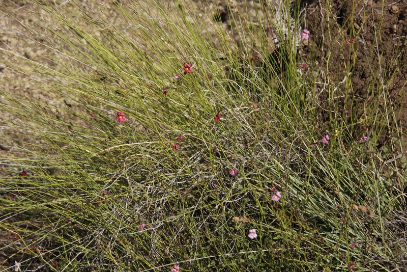 Jamesbrittenia aspleniifolia, photographed by Tony Rebelo