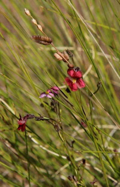 Jamesbrittenia aspleniifolia, photographed by Tony Rebelo