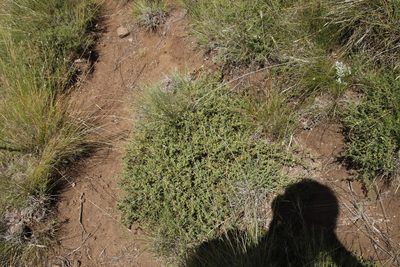 Melolobium microphyllum, photographed by Tony Rebelo