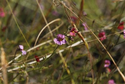 Jamesbrittenia aspleniifolia, photographed by Tony Rebelo