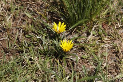 Gazania krebsiana, photographed by Tony Rebelo