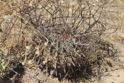 Ferocactus latispinus, photographed by José Belem Hernández Díaz
