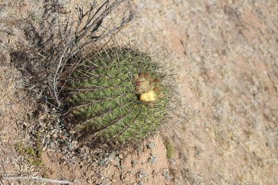 Ferocactus histrix, photographed by José Belem Hernández Díaz