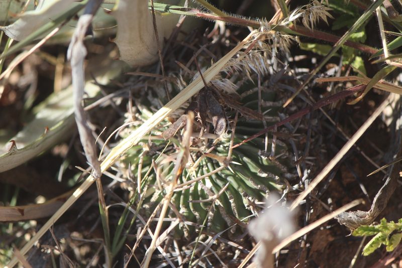 Stenocactus pentacanthus, photographed by José Belem Hernández Díaz
