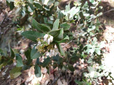 Arctostaphylos regismontana, photographed by Alexander Wentworth