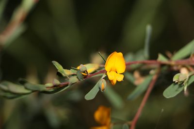 Pultenaea euchila, photographed by Greg Tasney