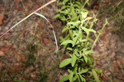 Pterocaulon redolens, photographed by Greg Tasney