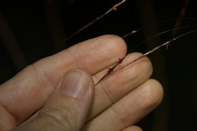 Chrysopogon sylvaticus, photographed by Greg Tasney