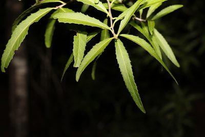 Denhamia pittosporoides, photographed by Greg Tasney