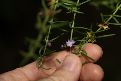 Westringia eremicola, photographed by Greg Tasney