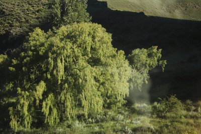 Salix babylonica, photographed by Tony Rebelo