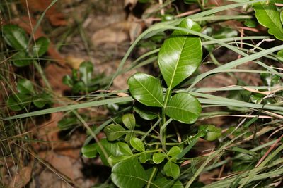 Flindersia collina, photographed by Greg Tasney