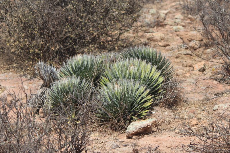 Agave filifera, photographed by José Belem Hernández Díaz