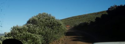 Buddleja loricata, photographed by Tony Rebelo