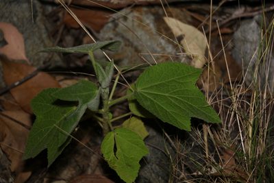 Sabdariffa splendens, photographed by Greg Tasney