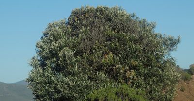 Buddleja loricata, photographed by Tony Rebelo