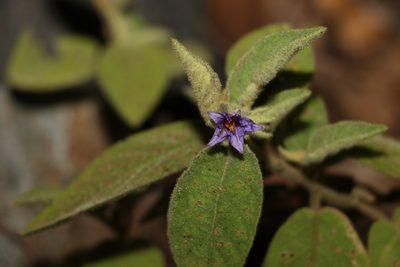 Solanum nemophilum, photographed by Greg Tasney